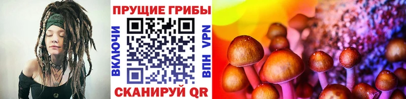 хочу   Хилок  Псилоцибиновые грибы Cubensis 